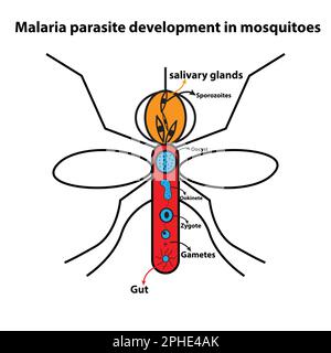 Malaria sviluppo di parassita in zanzare Illustrazione Vettoriale