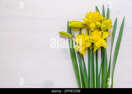 Bella daffodil giallo fiori in fiore dall'alto girato su uno sfondo di legno bianco, Pasqua o giardino biglietto di auguri sfondo con Foto Stock