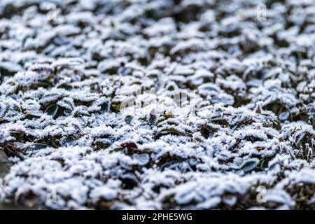 primo piano di neve e brina sulle foglie più piccole Foto Stock