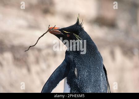 Un Penquin Sud Rock Hopper, Eudyptes Chrysocome, che trasporta un bastone a Saunders Island, parte delle Isole Falkland. Foto Stock