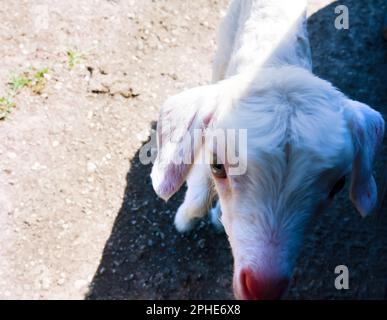 Piccolo capretto bianco sulla strada nascosto all'ombra della macchina Foto Stock
