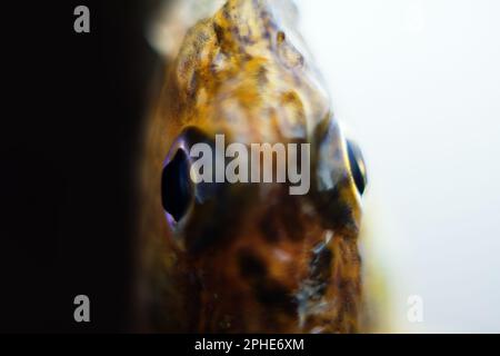 Ruffe eurasiatica nota anche come ruffe o papa. Macro fotografia pesci di fiume. Profondità di campo estremamente ridotta, messa a fuoco morbida Foto Stock