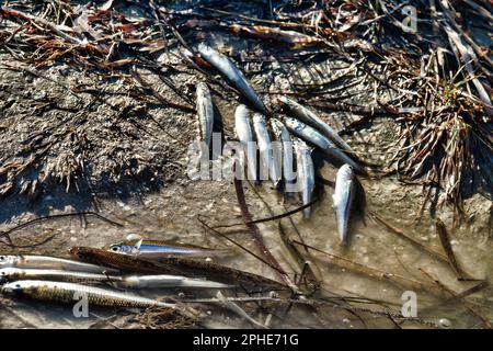 Una laguna secca (lago) e un sacco di piccoli pesci morti, siccità estiva, inquinamento idrico ulteriormente. Smelt di sabbia (Atherina boyeri) Foto Stock