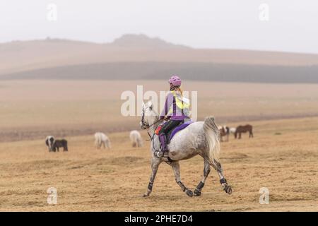 Cavaliere a lunga distanza di resistenza su Bodmin Moor Foto Stock