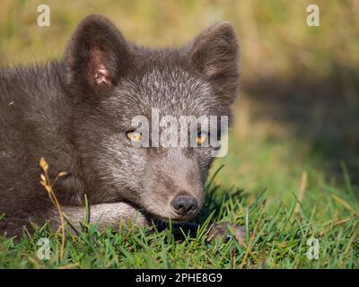 Volpe artica giovane (volpe bianca, volpe polare, volpe da neve, Vulpes lagopus), morfo blu, In un recinto per volpi artiche orfane del Melrakkasetur (Artico Foto Stock