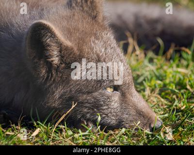 Volpe artica giovane (volpe bianca, volpe polare, volpe da neve, Vulpes lagopus), morfo blu, In un recinto per volpi artiche orfane del Melrakkasetur (Artico Foto Stock