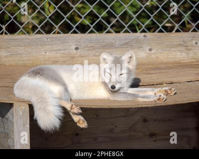 Giovane volpe artica bianca (volpe bianca, volpe polare, volpe da neve, Vulpes lagopus), in un recinto per volpi artiche orfane del Melrakkasetur (volpe artica Re Foto Stock