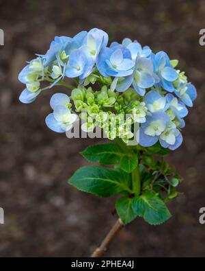 Vista in primo piano di un grappolo di fiori di ortensia macrofila blu e bianco, isolati in giardino all'aperto Foto Stock