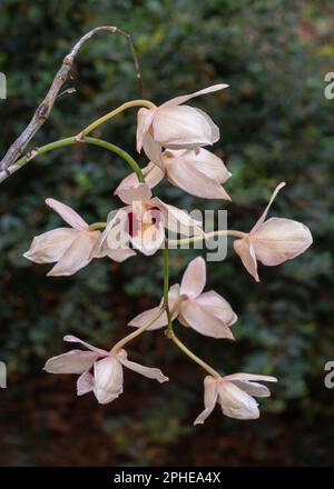 Vista in primo piano delle specie orchidee epifitiche tropicali dendrobium pulchellum, aka affascinante dendrobium cremoso bianco e viola fiori fiorire all'aperto Foto Stock