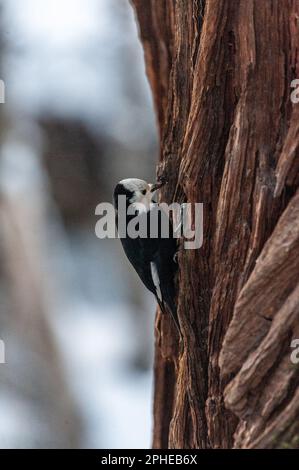 Primo piano di un picchio dalla testa bianca seduto su un tronco d'albero nella valle dello Yosemite. Parco nazionale di Yosemite, California. Foto Stock