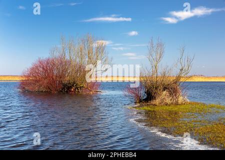 Sorgenti del fiume Biebrza, Parco Nazionale Biebrza, Polonia Foto Stock