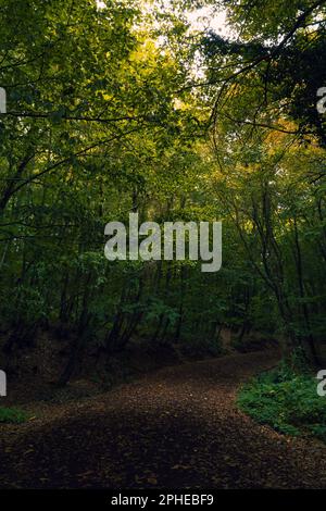 Un sentiero con foglie cadute nella foresta lussureggiante. Vista sulla foresta di Moody. Sentiero escursionistico o jogging nella foresta. Foto Stock