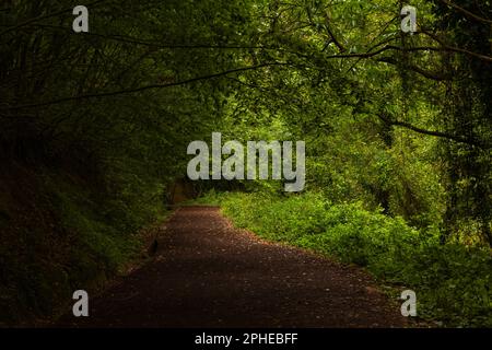 Un sentiero o sentiero nella foresta lussureggiante. Vista sulla foresta di Moody. Sentiero escursionistico o jogging. Foto Stock