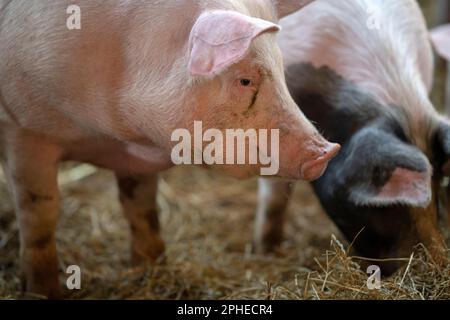 Primo piano della testa di un maiale in piedi sul fieno nella sua stalla. Un suino domestico in un allevamento di suini. Foto Stock