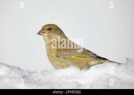 Vista laterale di un uccello giallo verdino seduto sulla neve su sfondo sfocato in inverno Foto Stock