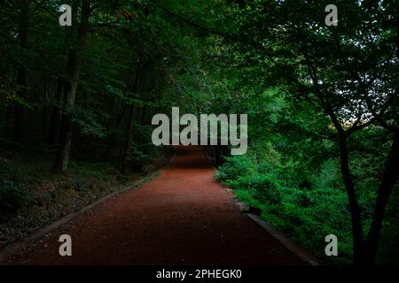 Vista sulla foresta di Moody. Un sentiero escursionistico nella foresta lussureggiante. Escursioni o jogging in un parco pubblico. Foto Stock