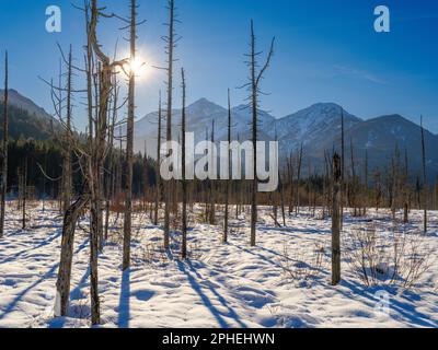 Vista verso il monte Daniele. Alberi morti a causa dei processi alluvionali. La pianura ghiaiosa alluvionale protetta Friedergries nelle Alpi dell'Ammergau (Ammergauer A Foto Stock