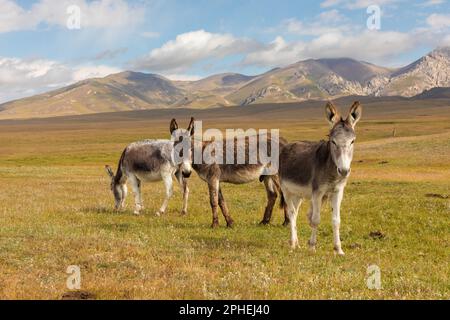 Tre asini nella campagna vicino al lago Song Köl, Kirghizistan Foto Stock