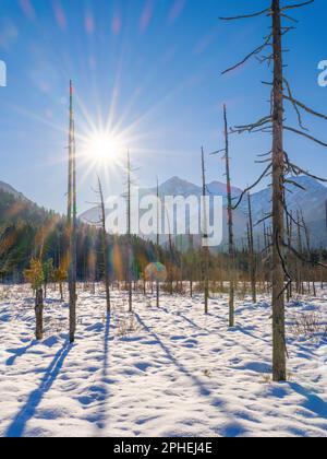 Vista verso il monte Daniele. Alberi morti a causa dei processi alluvionali. La pianura ghiaiosa alluvionale protetta Friedergries nelle Alpi dell'Ammergau (Ammergauer A Foto Stock