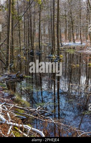 Inizio primavera a Warmia e Mazury, Polonia Foto Stock