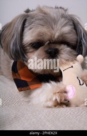 foto di un cane sdraiato e tenendo un piccolo giocattolo tra i denti Foto Stock