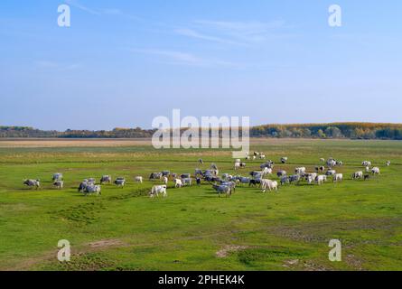 Bovini grigi ungheresi o bovini steppi ungheresi (bos primigenus hungaricus), una razza di bovini rari vecchi e duri nel Parco Nazionale di Hortobagy. Il numero Foto Stock