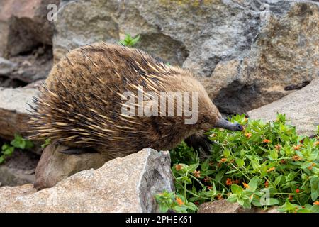 Un breve echidna dal becco, Tachyglossus aculeatu, noto anche come l'antenato spinoso. Si tratta di un mammifero che depone uova o monotreme. Foto Stock