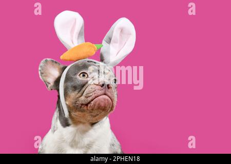 Cane Bulldog francese che indossa costume da coniglietto pasquale eras su sfondo rosa con spazio copia Foto Stock