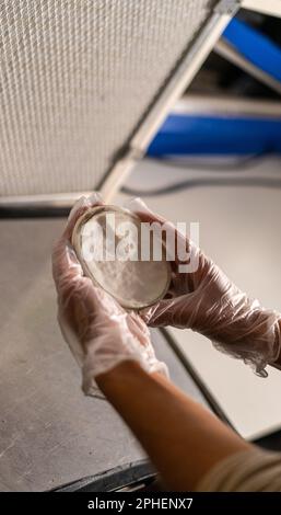 Mani in guanti che reggono la capsula di Petri con colonie di yeas Foto Stock