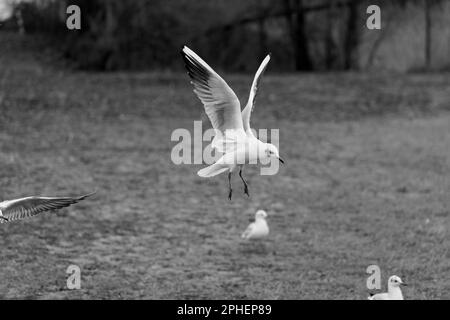 Gabbiano con ali stese su terreni su un prato in bianco e nero Foto Stock