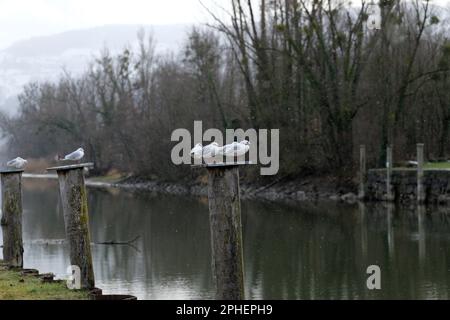 Gruppo di gabbiani su palafiti in fila in leggera nevicata Foto Stock