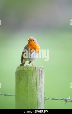 Un ladino europeo su un palo di recinzione Foto Stock