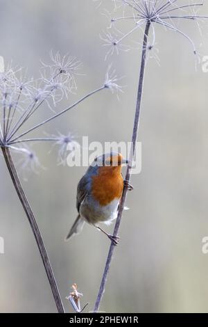 European Robin (Erithacus rubecula) si trova sullo stelo sottile di una testa di semina nello Yorkshire, Regno Unito (marzo 2023) Foto Stock