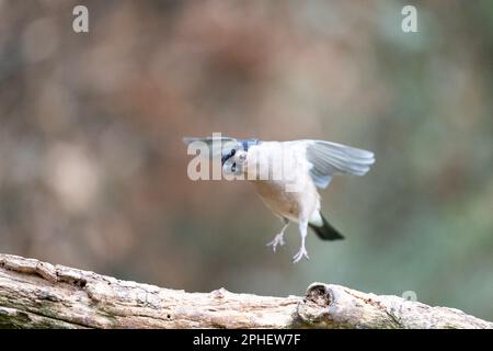 La femmina Eurasiatica Bullfinch (Pyrhula pirrhula) salta da, e atterra su una filiale - Yorkshire, Regno Unito (febbraio 2023) Foto Stock