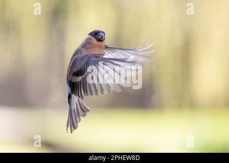Femmina Eurasian Bullfinch (Pyrhula pirrhula) in volo, volando di fronte a un salice - Yorkshire, Regno Unito (marzo 2023) Foto Stock