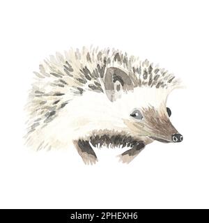 Riccio acquerello, illustrazione su sfondo bianco Foto Stock