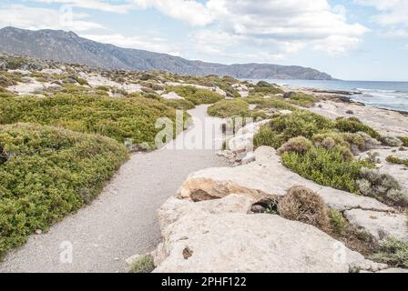 Spiaggia sulla terraferma sul lato di Creta di fronte a Ellafonissi. Belle sabbie rosa danno il posto a sentieri e cespugli aggiungendo una dimensione aggiuntiva. Foto Stock