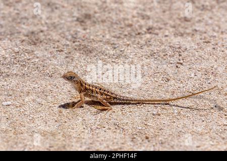 Chalarodon madagascariensis, specie endemiche di lucertola malgascia terrestre iguaniana, Nosy VE, animale di fauna selvatica del Madagascar Foto Stock