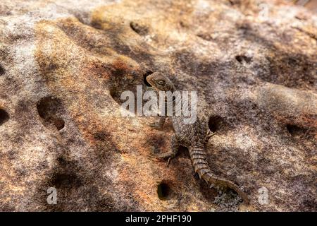 Oplus ciccurus, noto anche come Swift malgascio e Swift malgascio di Merrem, è una specie di lucertola della famiglia Oplidae. Isalo Nat Foto Stock