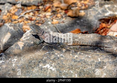 Oplus ciccurus, noto anche come Swift malgascio e Swift malgascio di Merrem, è una specie di lucertola della famiglia Oplidae. Tsimanamp Foto Stock