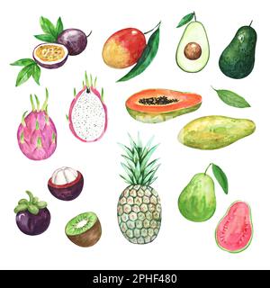 Grande collezione di frutti tropicali acquerelli. Illustrazione disegnata a mano per stampe e disegni Foto Stock