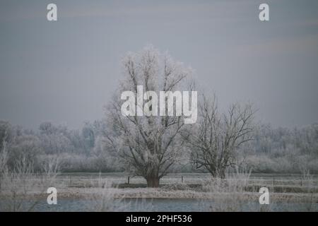 Un albero sempreverde sorge da solo nella scena invernale, i suoi rami coperti da una coperta di neve Foto Stock