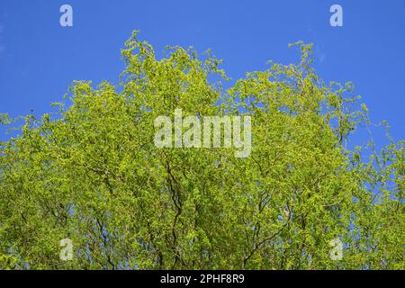 Cavatappi salice, Salix Matsudana tortuosa, contro un cielo blu in primavera, Szigethalom, Ungheria Foto Stock