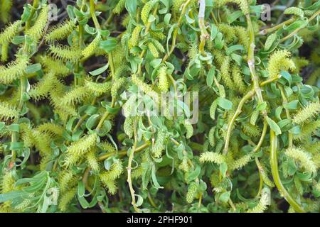 Foglie e cetrioli di salice cavatappi, Salix Matsudana tortuosa, in primavera, Szigethalom, Ungheria Foto Stock