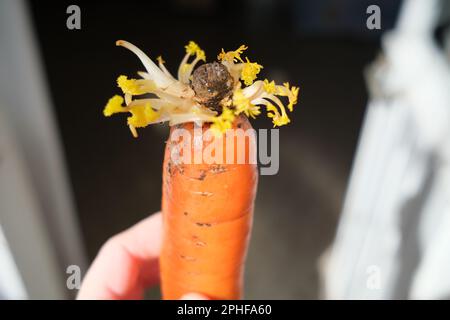 Il colore giallo è causato dalla mancanza di fotosintesi e disturbi metabolici, perché le verdure sono state conservate in una scatola chiusa. Foto Stock