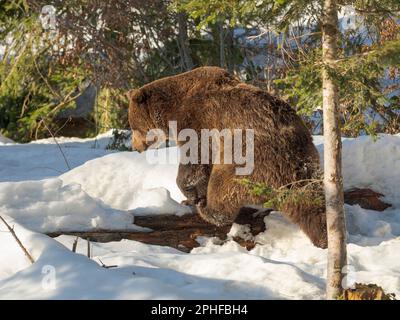 Orso bruno eurasiatico o orso bruno comune (Ursus arctos arctos) durante la primavera. Recinto nel Parco Nazionale Foresta Bavarese, Europa, Germania, Baviera Foto Stock