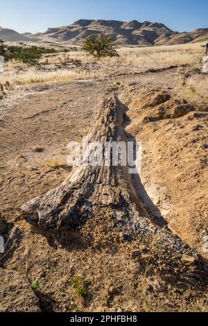 Pezzi di albero pietrificati insieme in un unico posto. Damaraland, Namibia, Africa Foto Stock