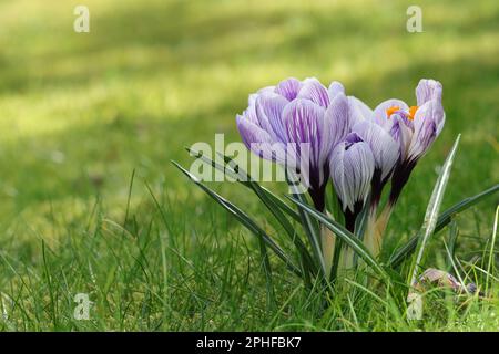 Primo piano di un piccolo gruppo di croci primavera a righe viola-bianche in un prato illuminato dal sole, spazio copia Foto Stock