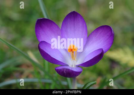 Primo piano di un bellissimo crocus tommasinianus viola che guarda nel fiore ampio-aperto Foto Stock