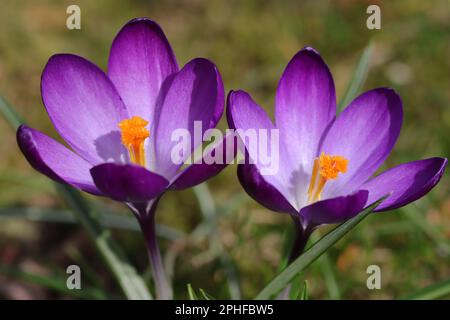 primo piano di due fiori viola di croco Foto Stock